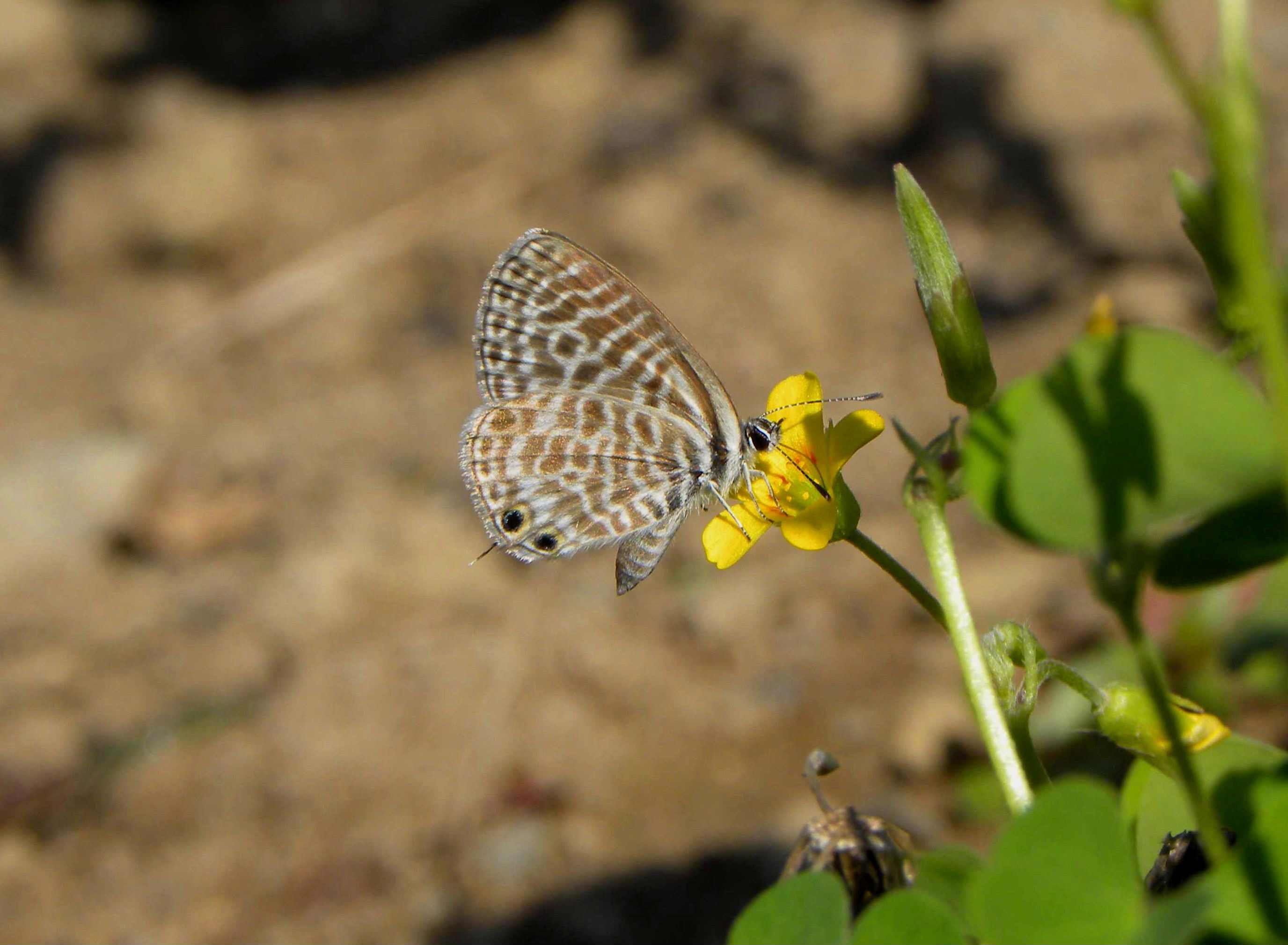 farfalla da identificare